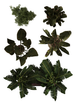 Top View PNG for Interior Planning, Palm houseplant