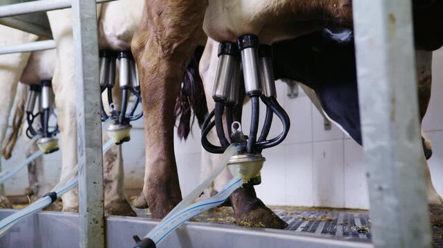 Several cows stand in a row in a modern dairy parlor while automated mechanical machines extract milk from their udders.