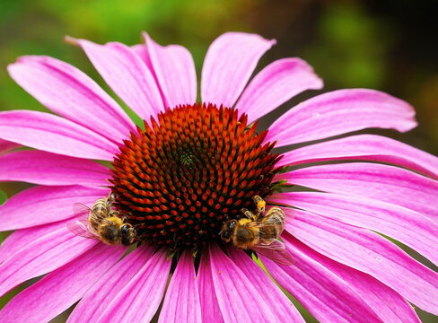 bees on pink flower