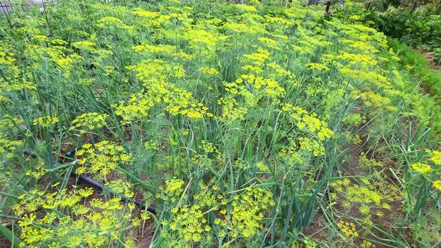 Extensive field of vibrant yellow dill flowers in full bloom, showcasing lush green foliage and thriving growth for culinary and aromatic purposes in outdoor sunlit garden setting