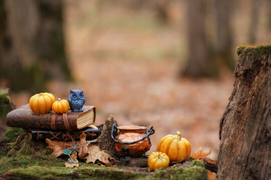 decorative pumpkins, owl figurine, spell books, copper cauldron in autumn forest, nature background. mystery fairy tale scene. samhain, Halloween holidays. practical magic, Witchcraft, esoteric ritual