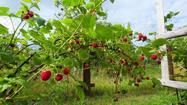 Vibrant raspberry bush in full bloom with ripe red fruit and lush green leaves, showcasing abundance of summer harvest in a sunlit garden setting