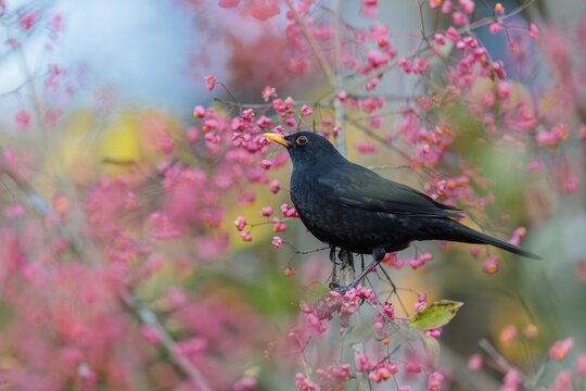 A common blackbird (Turdus merula) sits in a European spindle tree (Euonymus europaeus), and eats the fruit