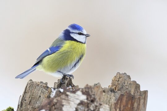 Blue tit (Parus caeruleus), sitting on a tree stump against a white background with snow in winter, Wilnsdorf, North Rhine-Westphalia, Germany