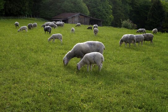Sheep, flock of sheep, pasture, refuge, R&ouml;merstein, Swabian Alb biosphere reserve, Baden-W&uuml;rttemberg, Germany