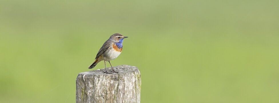 Bluethroat (Luscinia svecica cyanecula), male, on a pasture fence post, wildlife, Lembruch, Ochsen Moor, D&uuml;mmer nature park Park, Lower Saxony, Germany