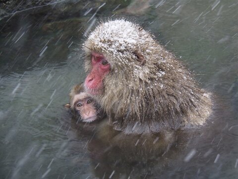 A snow monkey, Japan macaque, japanese macaque (Macaca fuscata), bathes with its young in a hot spring during a snowstorm. Nagano, Japan
