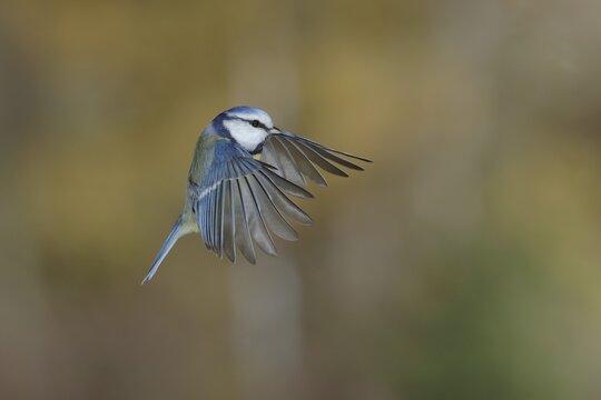 Blue tit (Parus caeruleus) in flight, North Rhine-Westphalia, Germany