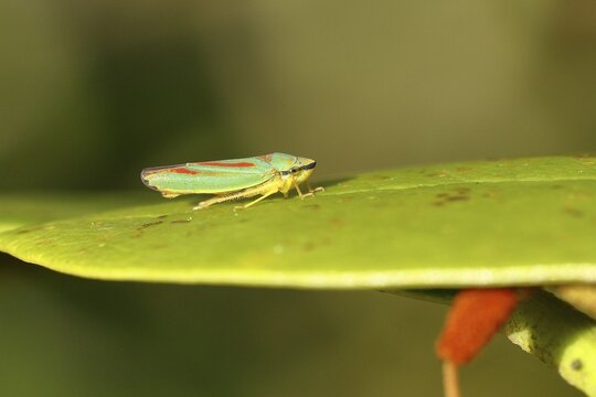 Rhododendron (Rhododendron) leafhopper (Graphocephala fennahi) sitting on leaf of a rhododendron, Wilden, North Rhine-Westphalia, Germany