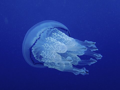 Barrel jellyfish (Rhizostoma pulmo) in front of a monochrome blue background, detachable, dive site Cap de Creus Marine Reserve, Rosas, Costa Brava, Spain, Mediterranean Sea