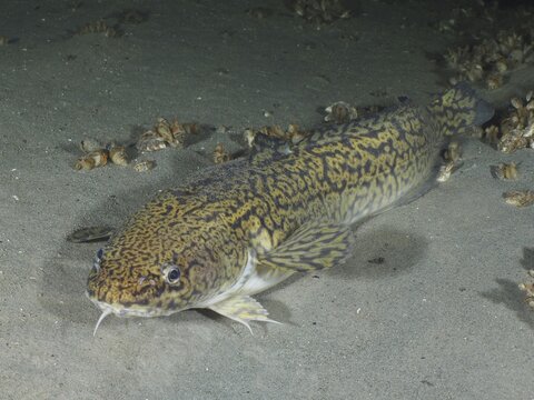 Burbot, burbot (Lota lota), rudd with a distinctive pattern resting on a sandy substrate. Dive site Steilwand, Wallhausen, Lake Constance, Germany