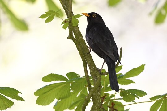Blackbird (Turdus merula) Blackbird, male sitting on branch of a horse chestnut (Aesculus hippocastanum) in spring shoots, Schleswig-Holstein, Germany