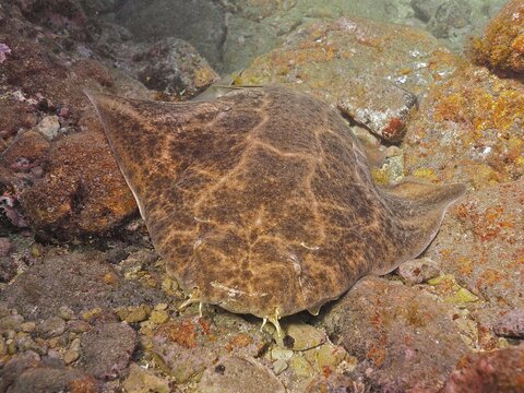 Dormant monkfish (Squatina squatina) . Dive site El Cabron Marine Reserve, Arinaga, Gran Canaria, Spain, Atlantic Ocean
