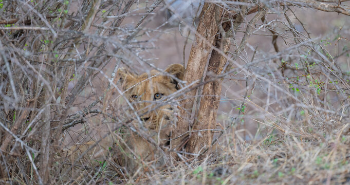 L&ouml;we im Busch vom Kr&uuml;ger National Park - Kruger Nationalpark S&uuml;dafrika