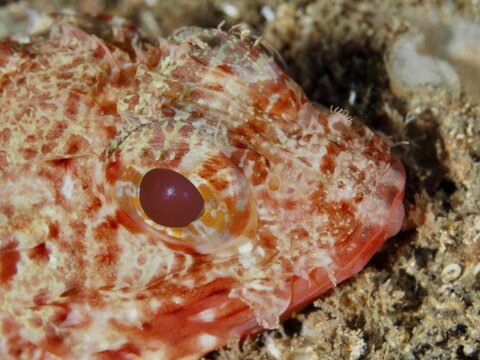 Close-up of the head of a Small red scorpionfish (Scorpaena notata) with prominent red eyes and scales in the Mediterranean Sea near Hy&egrave;res. Dive site Les Grottes, Giens peninsula, Provence Alpes C&ocirc;te d'Azur, France