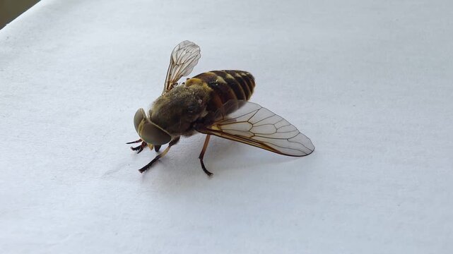 Close-up image of horsefly with large compound eyes, translucent wings standing on clean white surface, showcasing intricate details of insect body structure.