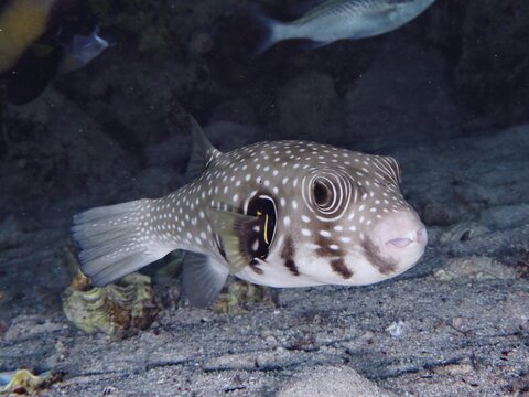 White-spotted puffer (Arothron Hispidus), dive site House Reef, Mangrove Bay, El Quesir, Red Sea, Egypt