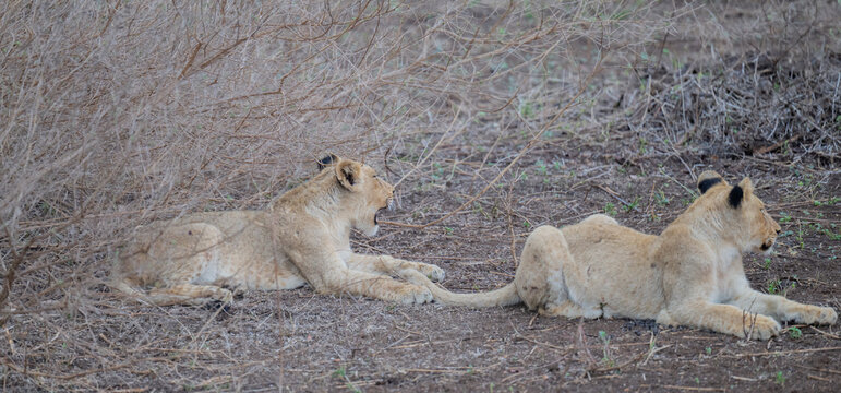L&ouml;we im Busch vom Kr&uuml;ger National Park - Kruger Nationalpark S&uuml;dafrika