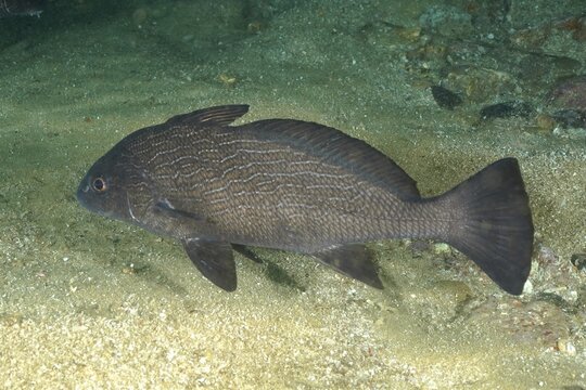 Slim bardman (Umbrina ronchus) (Umbrina robinsoni), bony fish, Aliwal Shoal dive site, Umkomaas, KwaZulu Natal, South Africa