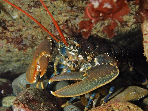 Common lobster (Homarus gammarus), underwater, dive site Maharees Islands, Castlegregory, Co. Kerry, Irish Sea, North Atlantic, Ireland