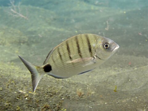 White seabream (Diplodus sargus), dive site Malpique, La Palma, Canary Islands, Spain, Atlantic Ocean