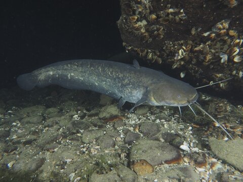 A catfish (Silurus glanis), Waller, swims under water next to rocks with mussels. Dive site Zollbr&uuml;cke, Rheinau, Canton Zurich, Rhine, High Rhine, Switzerland, Germany