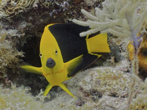 Rock beauty (Holacanthus tricolor), John Pennekamp Coral Reef State Park dive site, Key Largo, Florida Keys, Florida, USA