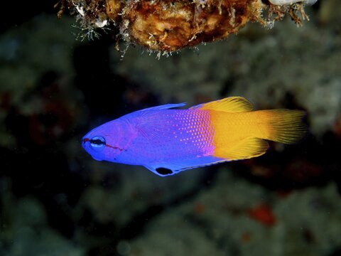Royal gramma (Gramma loreto), dive site Coral Garden, Puerto Viejo de Talamanca, Limon, Costa Rica, Caribbean, Atlantic, Central America