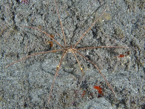 Spider crab, East Atlantic arrow crab (Stenorhynchus lanceolatus), spread out on sandy seabed, Playa dive site, Los Cristianos, Tenerife, Canary Islands, Spain