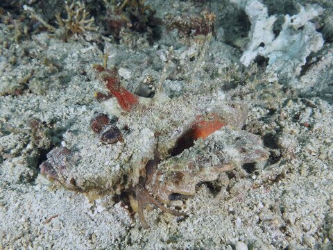 A camouflaged spiny devil fish (Inimicus didactylus) lies barely visible on the sandy seabed, dive site Pidada, Penyapangan, Bali, Indonesia
