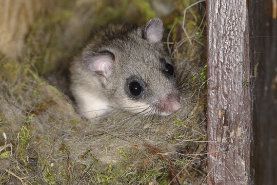 Edible dormouse (Glis glis) looks out of his nest, Siegerland, North Rhine-Westphalia, Germany