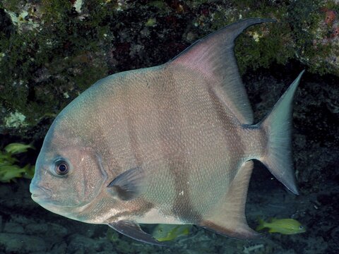 Silvery fish, Atlantic spadefish (Chaetodipterus faber), swimming against a dark, mossy background in the sea, dive site John Pennekamp Coral Reef State Park, Key Largo, Florida Keys, Florida, USA