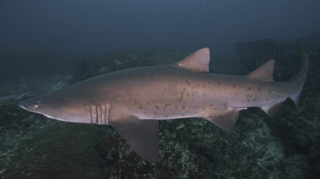 Sand tiger shark (Carcharias taurus) over the reef. Aliwal Shoal Dive Site, Umkomaas, KwaZulu Natal, South Africa