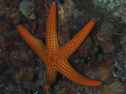 An orange starfish (Hacelia attenuata) on the seabed between seaweed in the Mediterranean near Hy&egrave;res, Giens peninsula diving site, Porquerolles, Provence, C&ocirc;te d'Azur, France