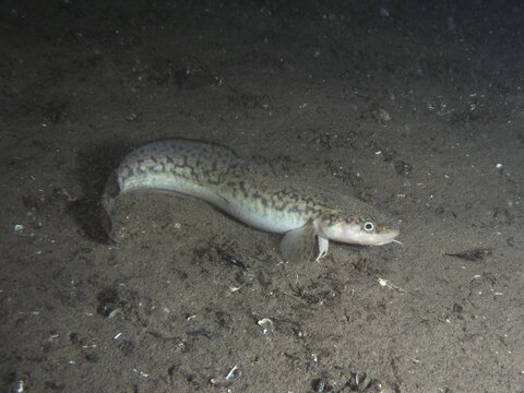 A fish, burbot, burbot (Lota lota), rudd, wriggling through a dark, sandy bottom. Dive site Riff Williams, Herrliberg, Lake Zurich, Canton Zurich, Switzerland