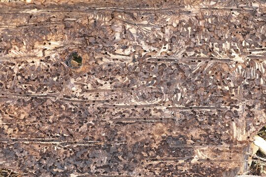 Feeding galleries of the spruce bark beetle (Ips typographus L.) under the bark of Norway spruce (Picea abies), Wilnsdorf, North Rhine-Westphalia, Germany