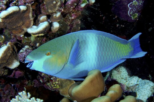 Rusty parrotfish (Scarus ferrugineus), Daedalus Reef dive site, Egypt, Red Sea