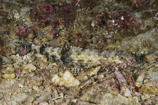 A camouflaged fish, gracile lizardfish (Saurida gracilis), lies almost invisible on a rocky seabed, dive site SD, Nusa Ceningan, Nusa Penida, Bali, Indonesia