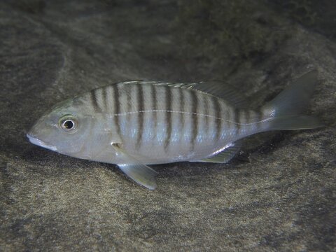 Sand steenbras (Lithognathus mormyrus) at night, El Cabron marine reserve dive site, Arinaga, Gran Canaria, Spain, Atlantic Ocean