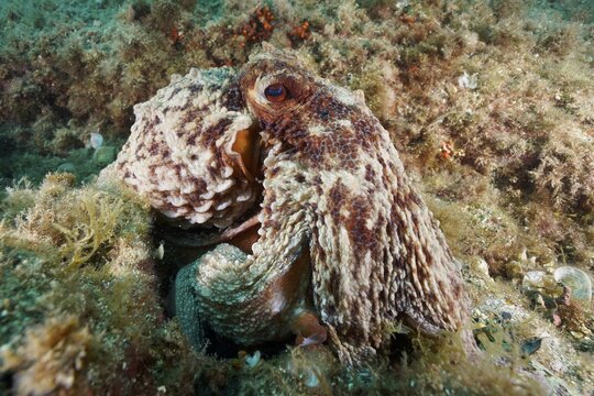 Common octopus (Octopus vulgaris) . Dive site Marine Reserve Cap de Creus, Rosas, Costa Brava, Spain, Mediterranean Sea