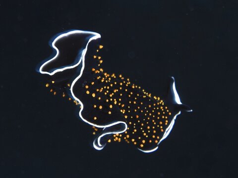 Starry sky whirl worm (Thysanozoon flavotuberculatum), whirl worm against a solid black background. Dive site Abu Fendera, Red Sea, Egypt