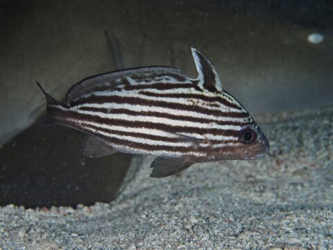 A fish, Striped Knightfish (Pareques acuminatus), swimming across a sandy seabed, dive site John Pennekamp Coral Reef State Park, Key Largo, Florida Keys, Florida, USA
