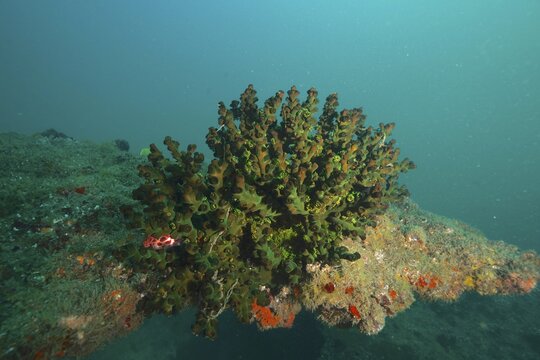 Green tree coral (Tubastrea micranthus), Aliwal Shoal dive site, Umkomaas, KwaZulu Natal, South Africa