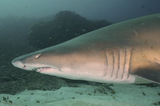 Close-up of sand tiger shark (Carcharias taurus), Aliwal Shoal dive site, Umkomaas, KwaZulu Natal, South Africa