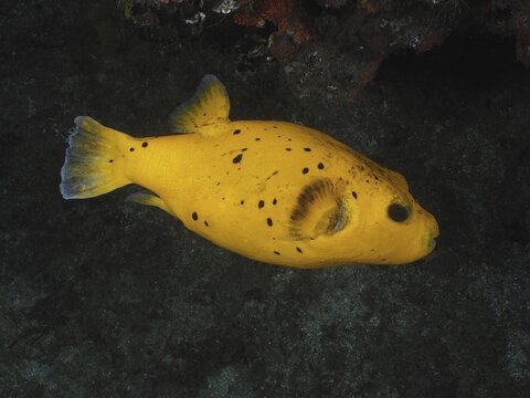 Guineafowl puffer (Arothron meleagris), yellow variant, Sodwana Bay National Park dive site, Maputaland Marine Reserve, KwaZulu Natal, South Africa