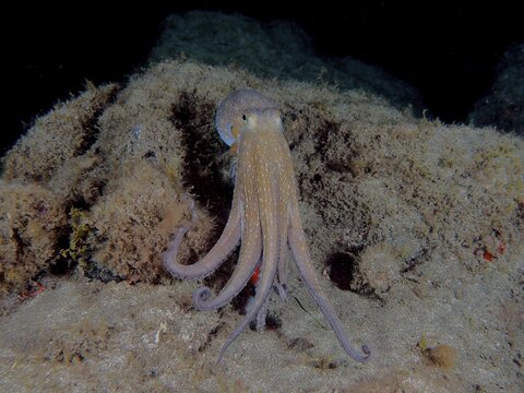 Common octopus (Octopus vulgaris) at night. Dive site El Cabron Marine Reserve, Arinaga, Gran Canaria, Spain, Atlantic Ocean