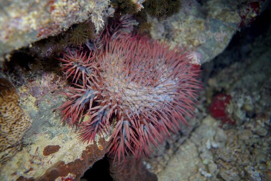 Crown-of-thorns starfish (Acanthaster planci) . Dive site Thistlegorm wreck, Sinai, Egypt, Red Sea