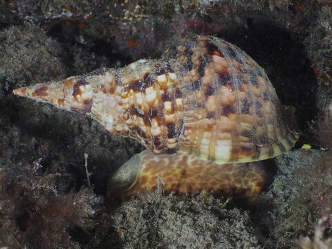 Atlantic triton (Charonia variegata) at night. Dive site El Cabron Marine Reserve, Arinaga, Gran Canaria, Spain, Atlantic Ocean
