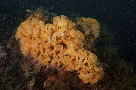 Neptune slime (Reteporella grimaldii) (Reteporella septentrionalis), diving site marine reserve Cap de Creus, Rosas, Costa Brava, Spain, Mediterranean Sea
