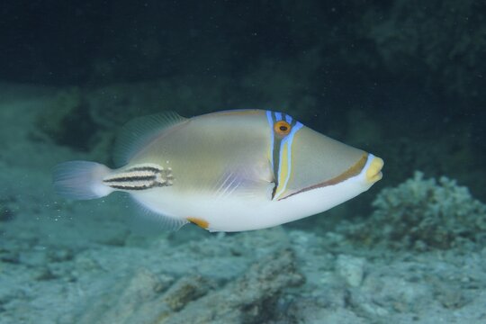 Arabian arabian picasso triggerfish (Rhinecanthus assasi), Dive Site House Reef, Mangrove Bay, El Quesir, Red Sea, Egypt